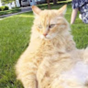 Meet your Posher, Sherry